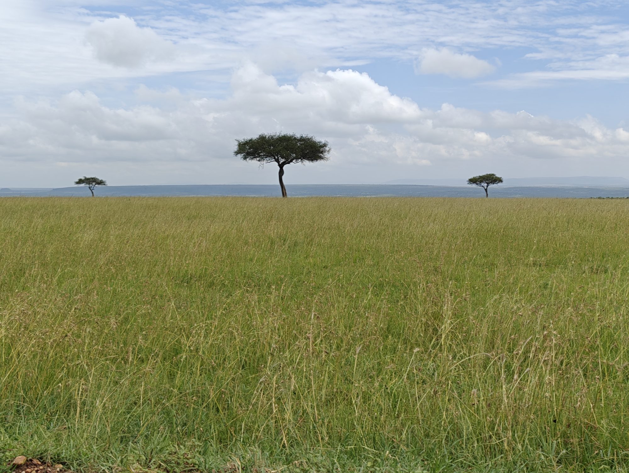 Lone acacia trees on the horizon above tall grass on the open plains of the Maasai Mara