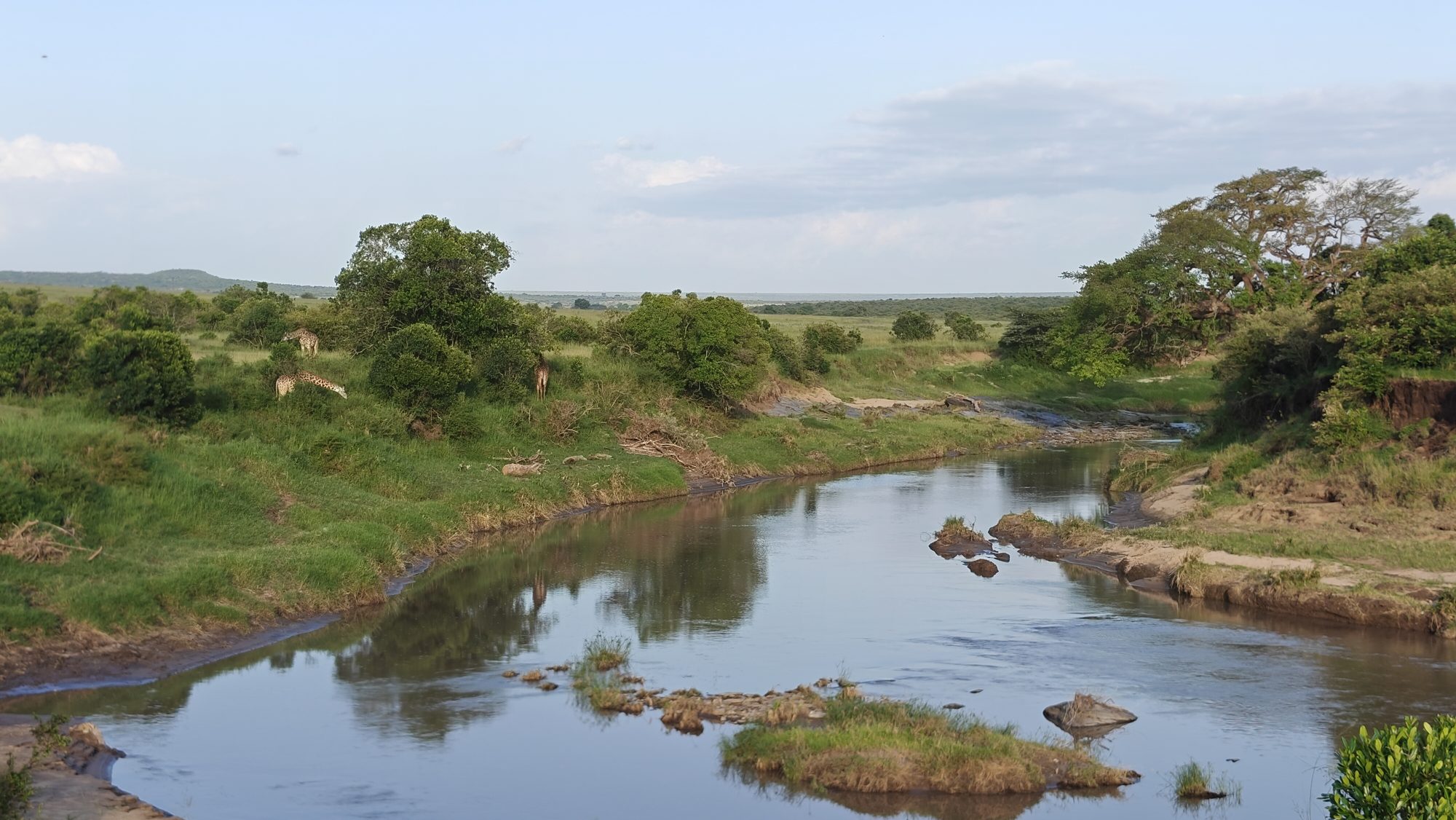 River winding between grassy banks and trees in the Maasai Mara, with giraffes on the left bank