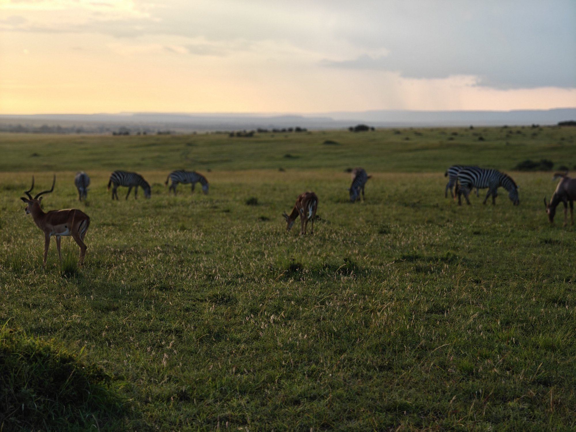 Impala and zebras grazing on the Maasai Mara plains in the evening light under a cloudy sky