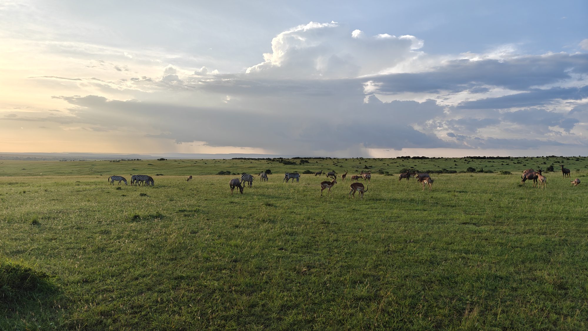 Zebras, impala and topi grazing across open Maasai Mara grassland beneath large evening clouds