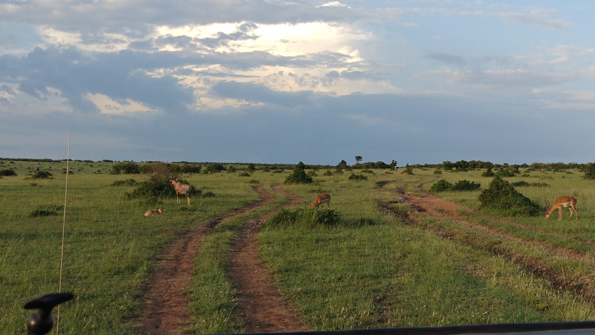 Dirt vehicle tracks through Maasai Mara grassland, with topi and impala grazing among the bushes