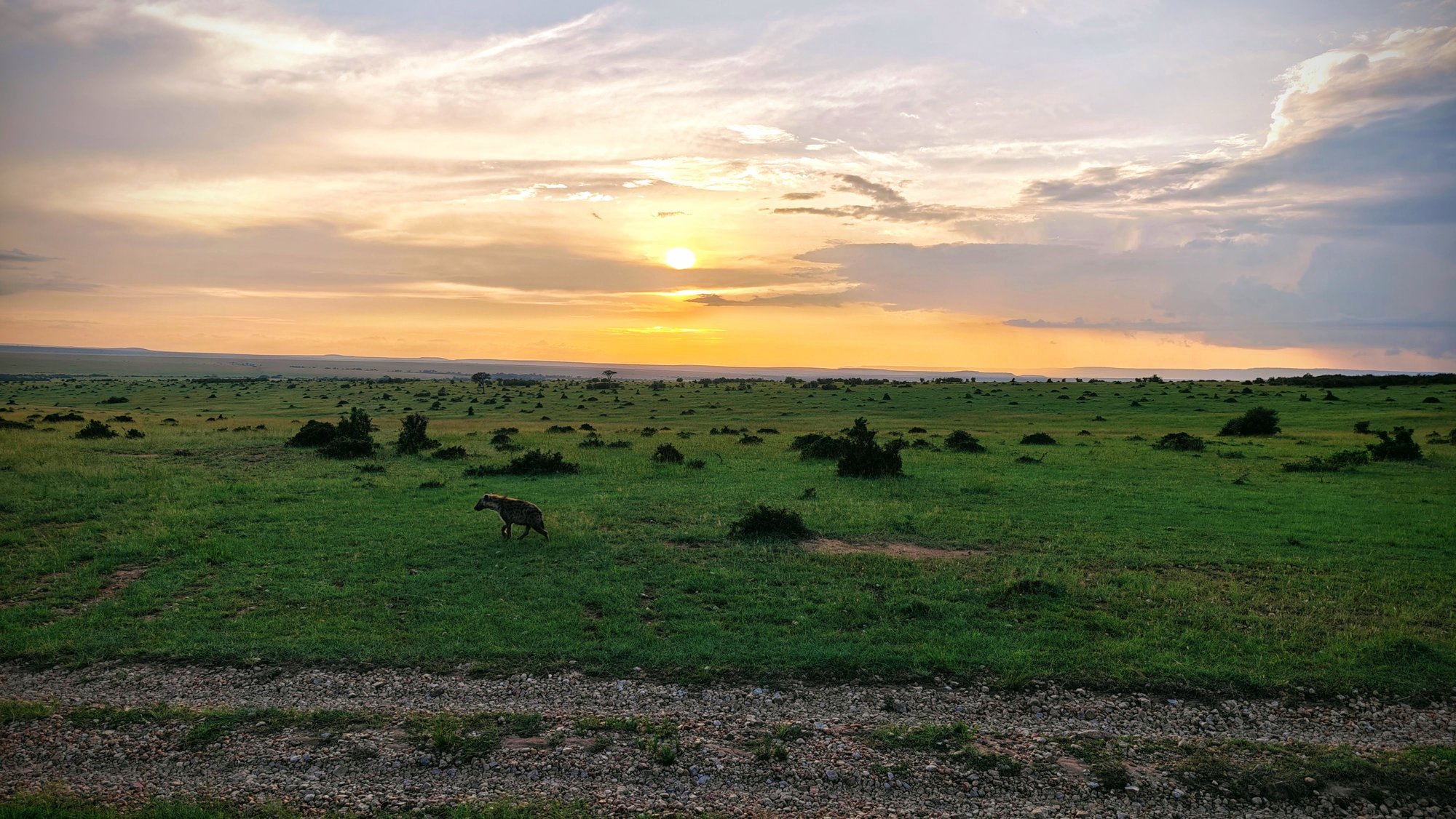 Spotted hyena crossing green Maasai Mara grassland dotted with bushes as the sun sets