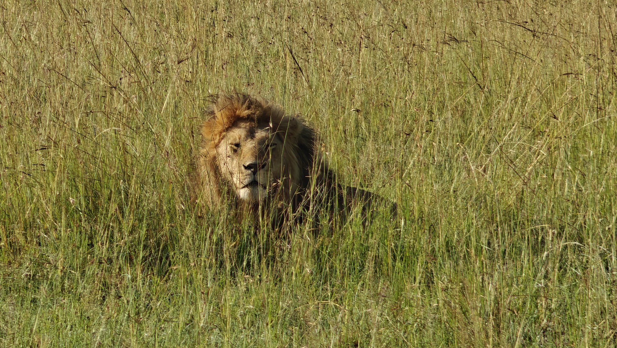 Male lion with a full mane lying half-hidden in tall grass in the Maasai Mara