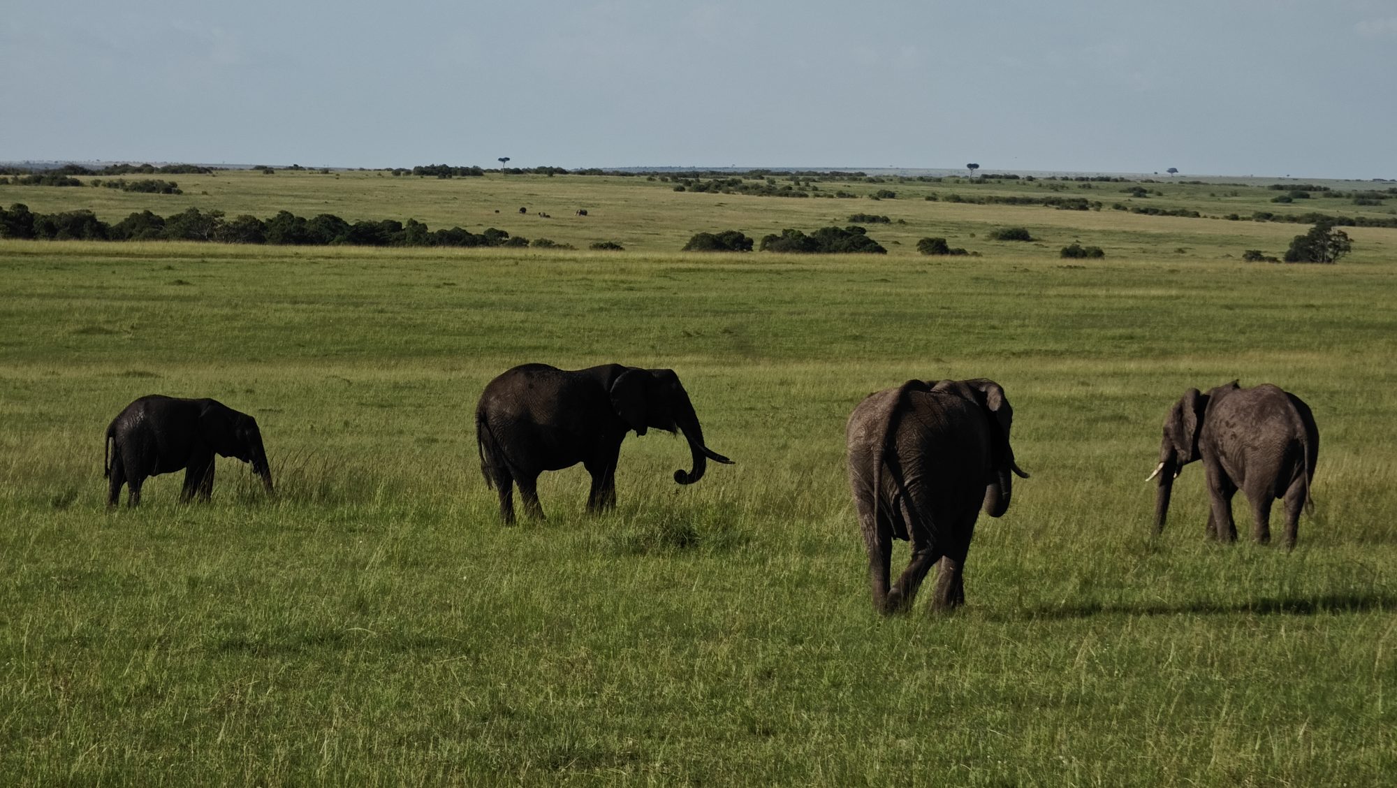 Four elephants, including a calf, walking across open Maasai Mara grassland