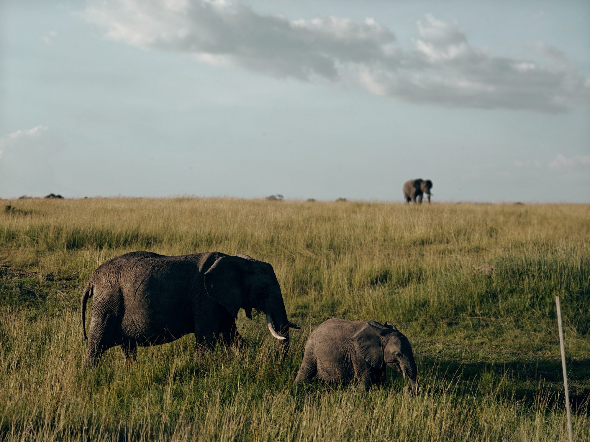 Elephant and calf grazing in long grass in the Maasai Mara, with another elephant on the horizon