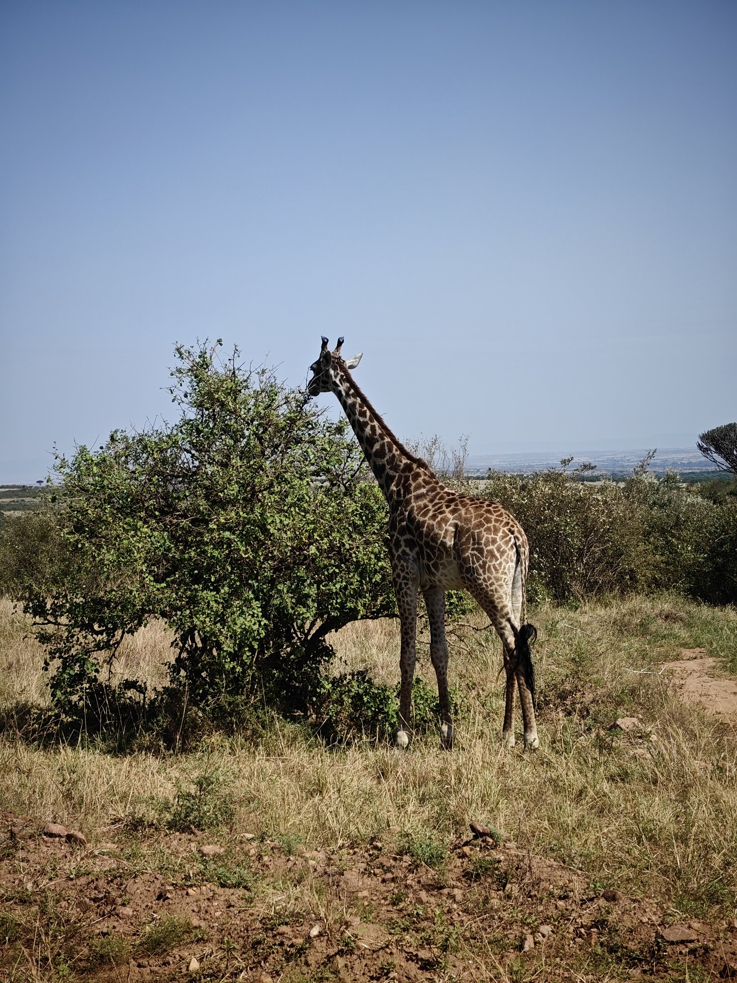 Giraffe browsing on a green bush in dry grassland in the Maasai Mara under a clear blue sky