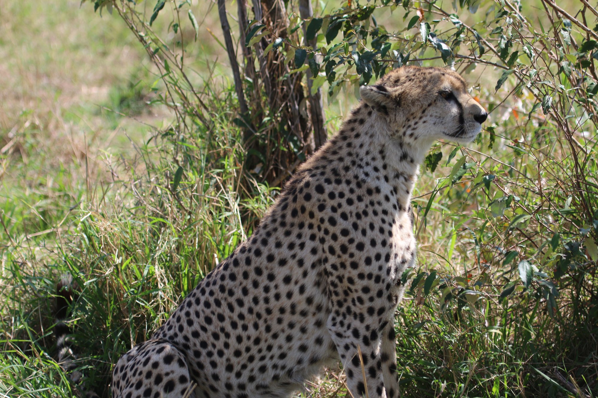Cheetah sitting in the shade of a leafy bush in the Maasai Mara, looking to the right