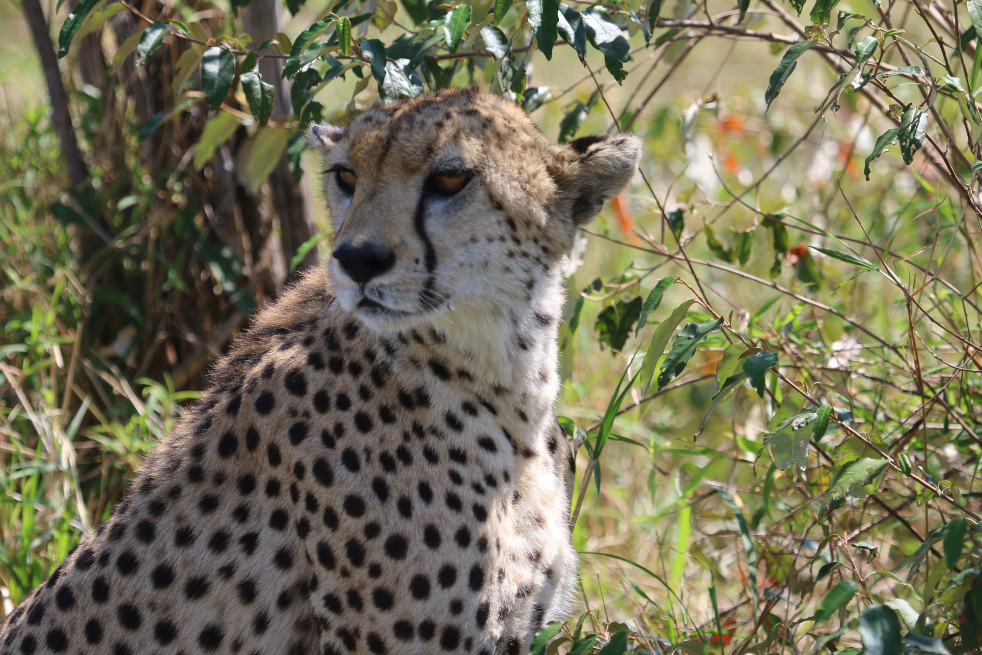 Close view of a cheetah's face and spotted coat among green leaves in the Maasai Mara