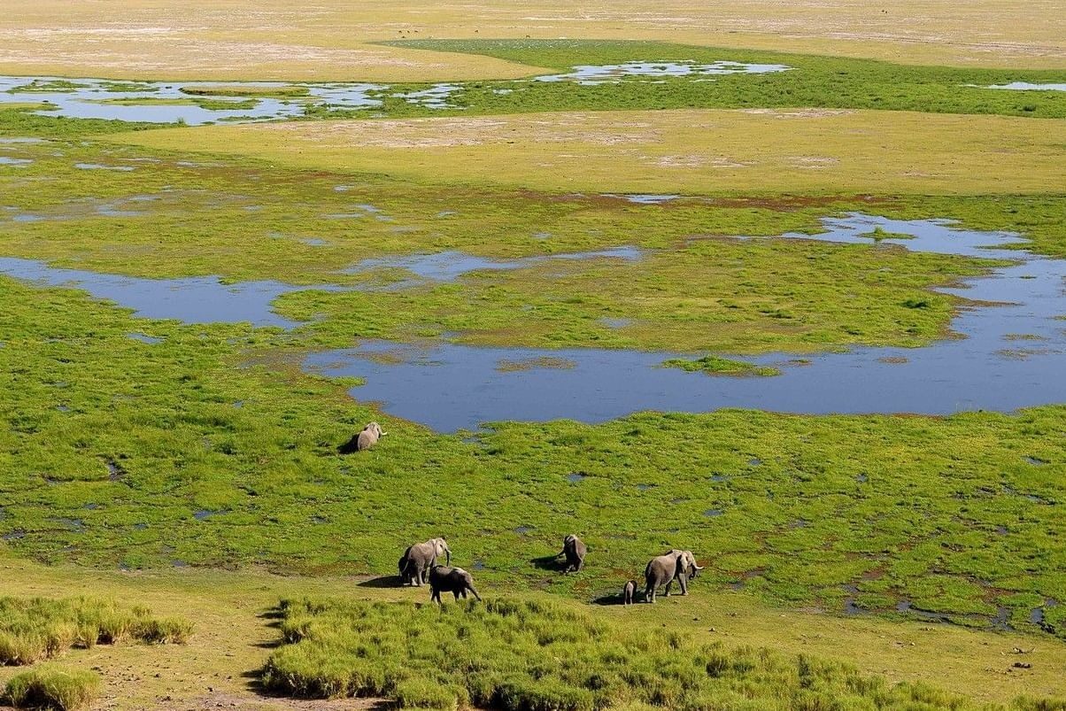 Aerial view of green swamps and pools near Amboseli Serena Safari Lodge, with elephants grazing in the marsh