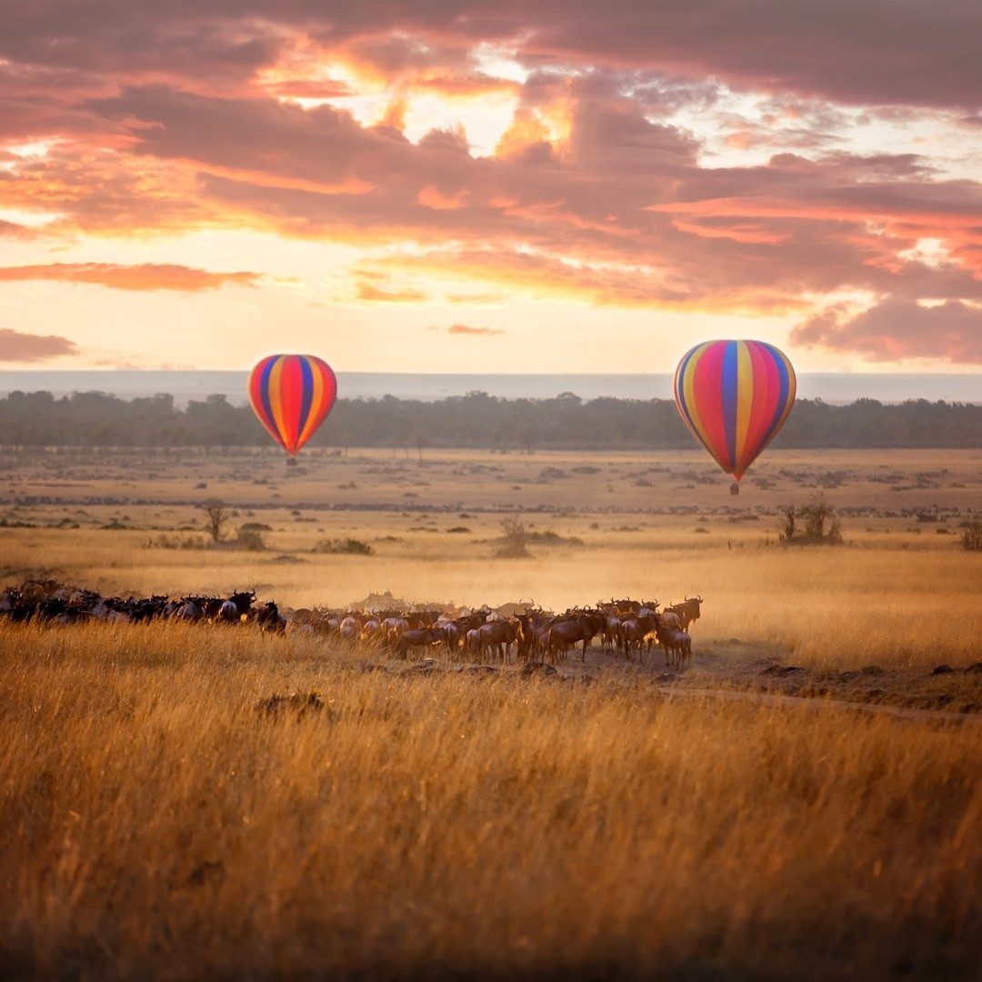 Two hot-air balloons drifting over golden grassland and grazing herds at sunrise near &Beyond Bateleur Camp
