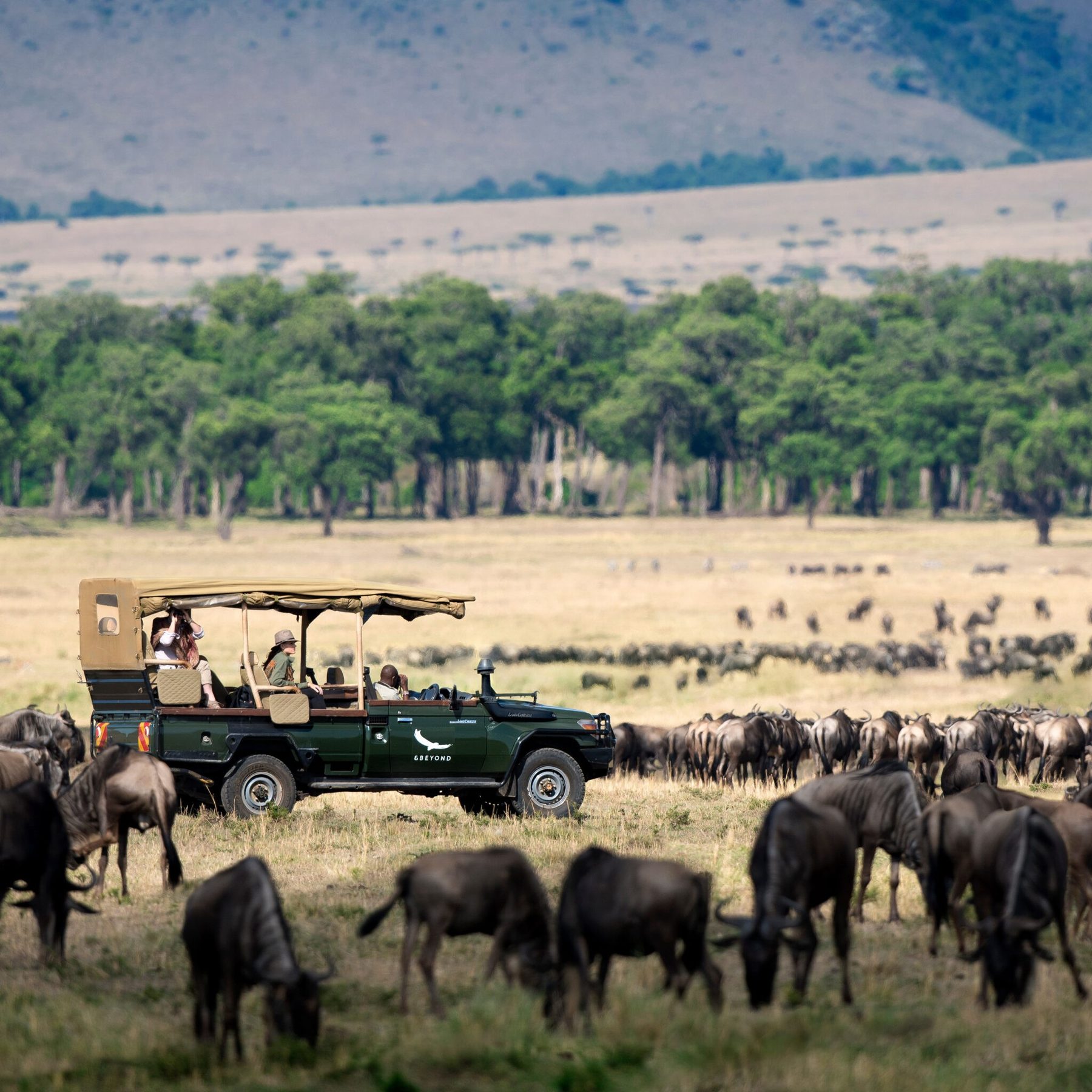 Open safari vehicle among a large herd of wildebeest on the plains near &Beyond Bateleur Camp, with forest behind