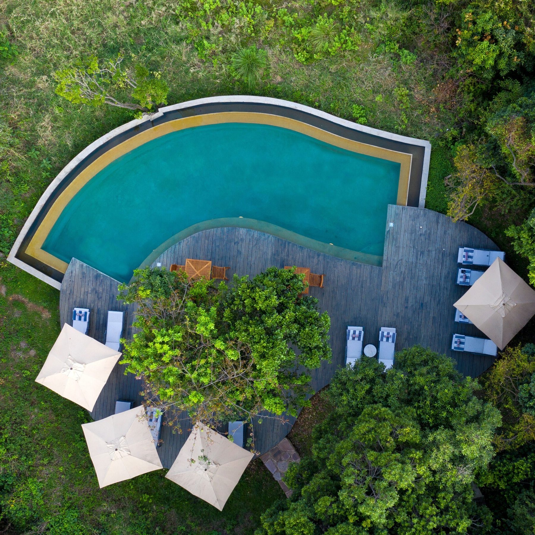 Aerial view of the curved swimming pool, white umbrellas and loungers among trees at &Beyond Bateleur Camp