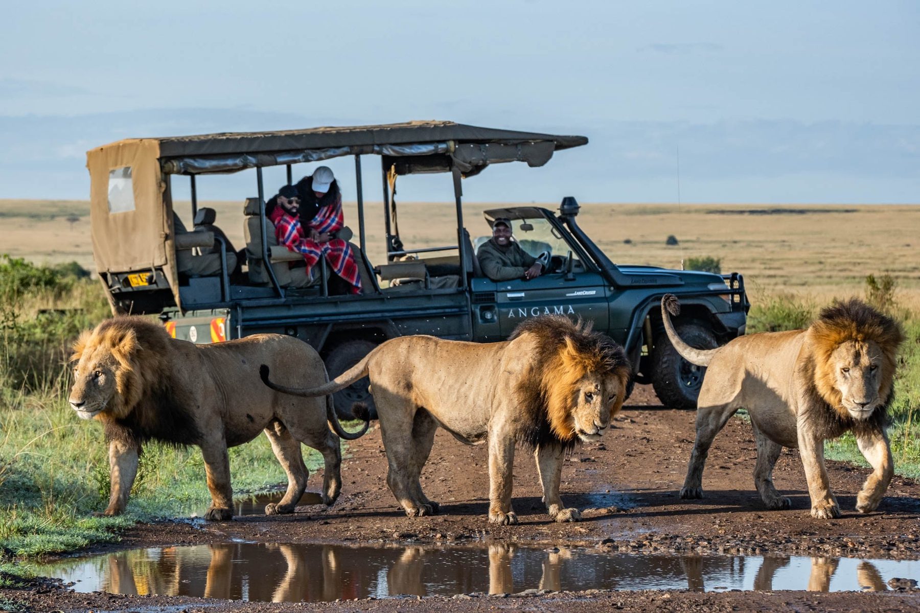 Three male lions walking past an Angama game drive vehicle beside a rain puddle in the grassland of the Mara Triangle