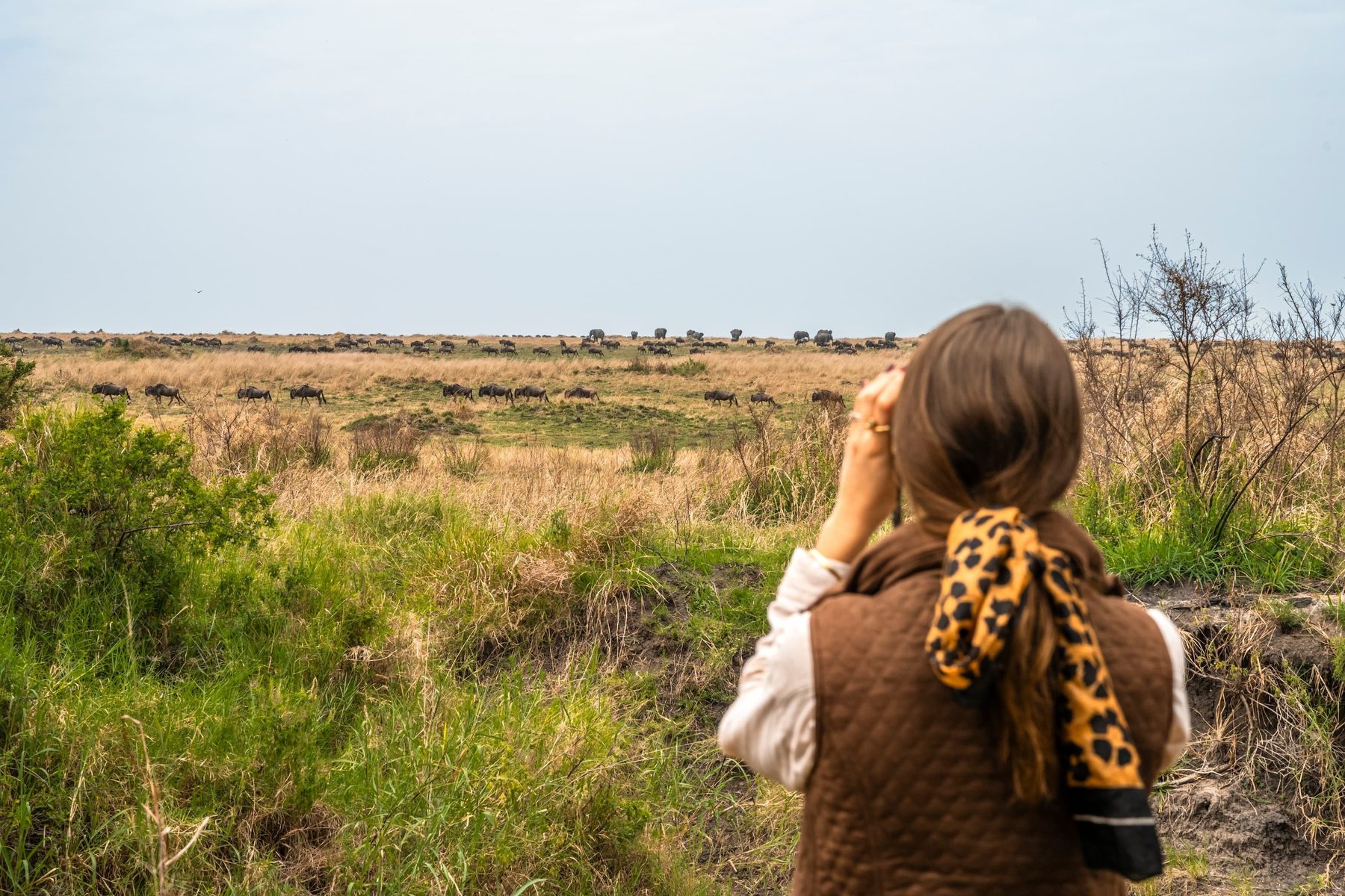 Guest with binoculars looking out over long grass towards wildebeest herds on the plains near Angama Safari Camp