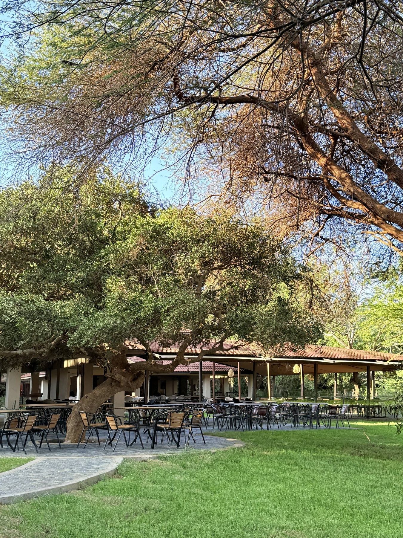 Lawns and paths running beneath large shade trees towards the open-sided buildings of Ashnil Aruba Lodge