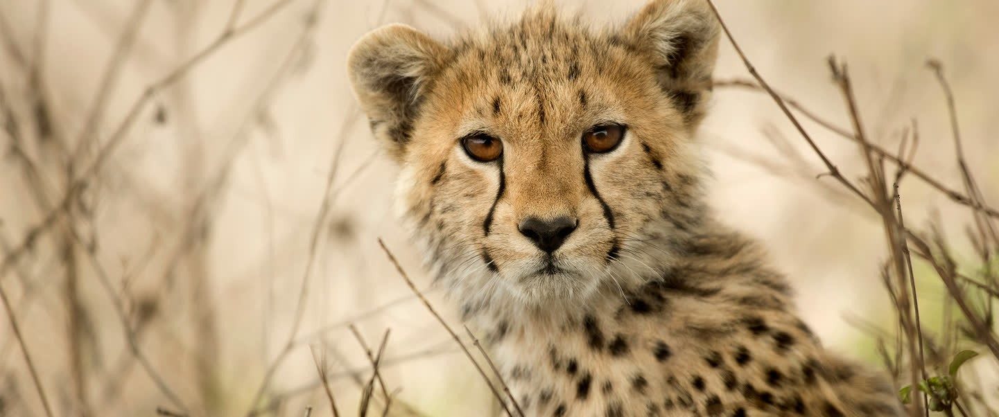 Close-up of a cheetah watching from dry grass near Cottar’s 1920s Camp