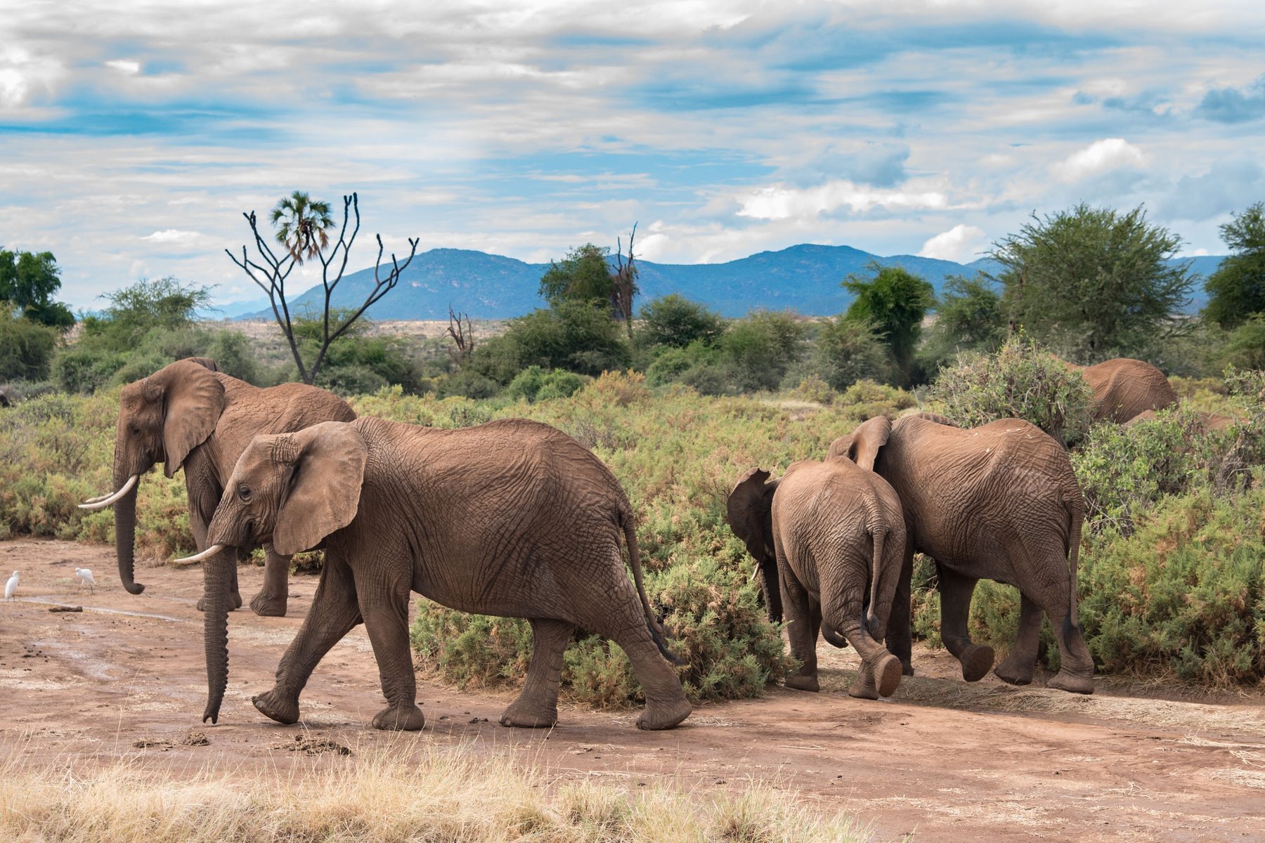 Herd of elephants with calves crossing red earth through green bush, with blue hills on the horizon