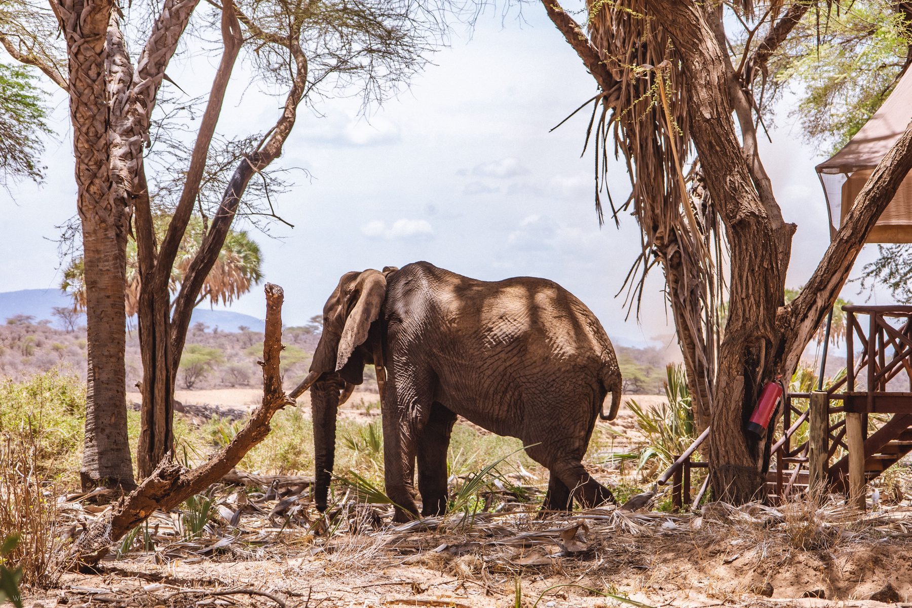 Elephant walking between trees past a wooden tent deck at Elephant Bedroom Camp