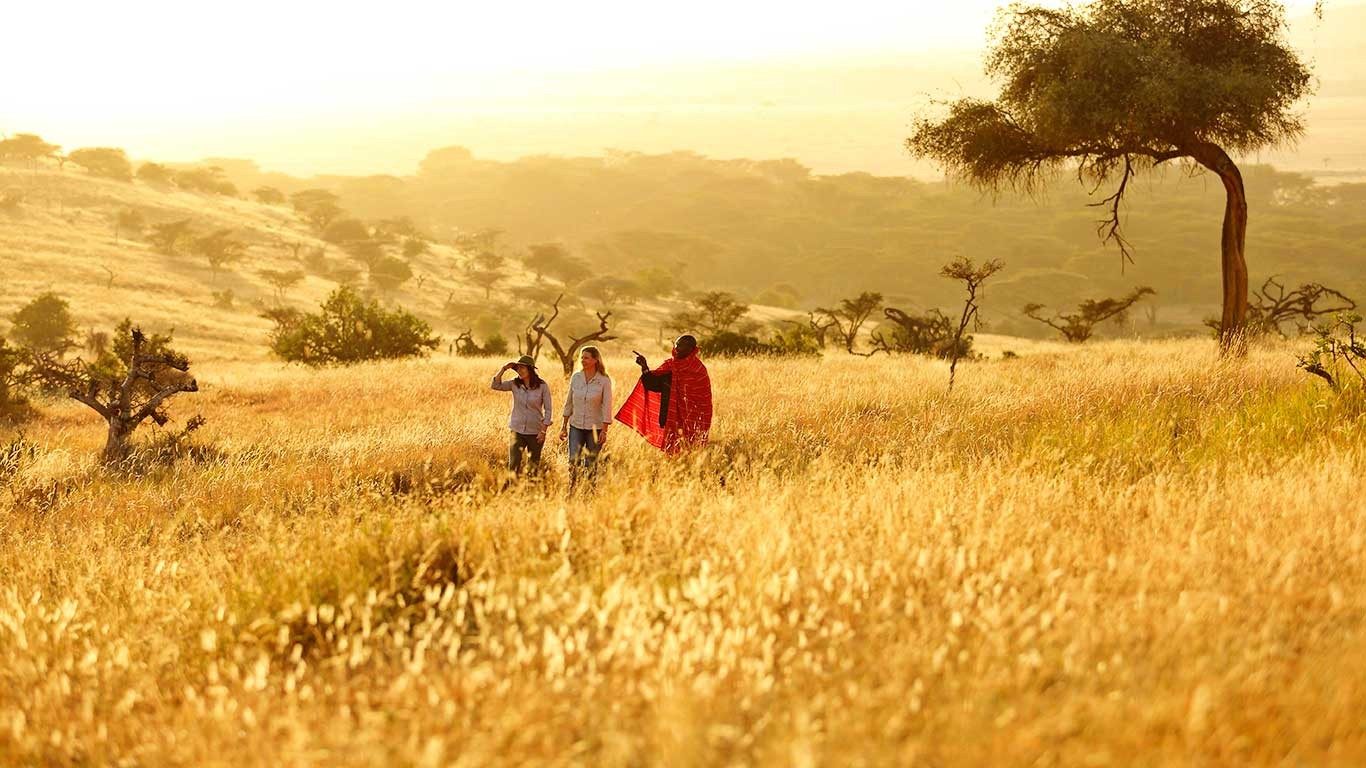 Guests walking with Maasai guides through tall golden grass under an acacia tree on Lewa