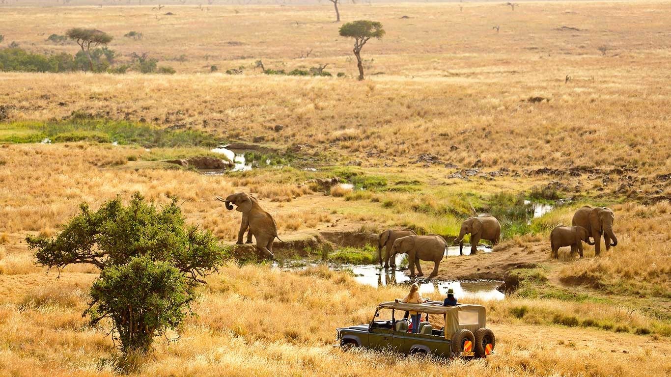 Game drive vehicle watching elephants drink at a small stream among golden grass and bushes on Lewa