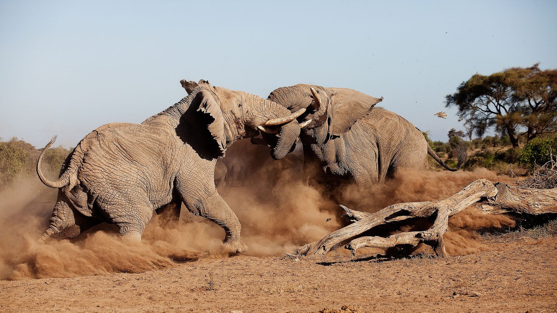 Two elephants sparring in a cloud of dust beside a fallen tree near Elewana Tortilis Camp Amboseli