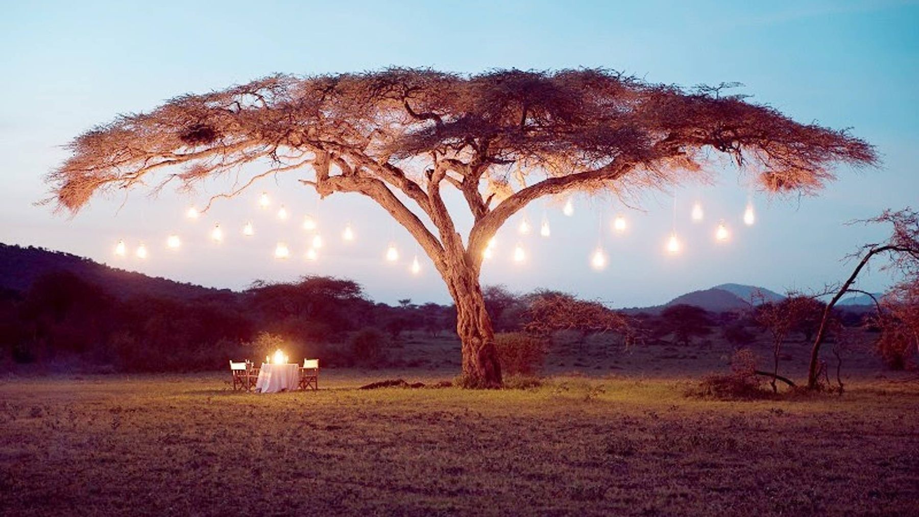 Table set for dinner beneath an acacia tree hung with glowing lights at dusk near Finch Hattons