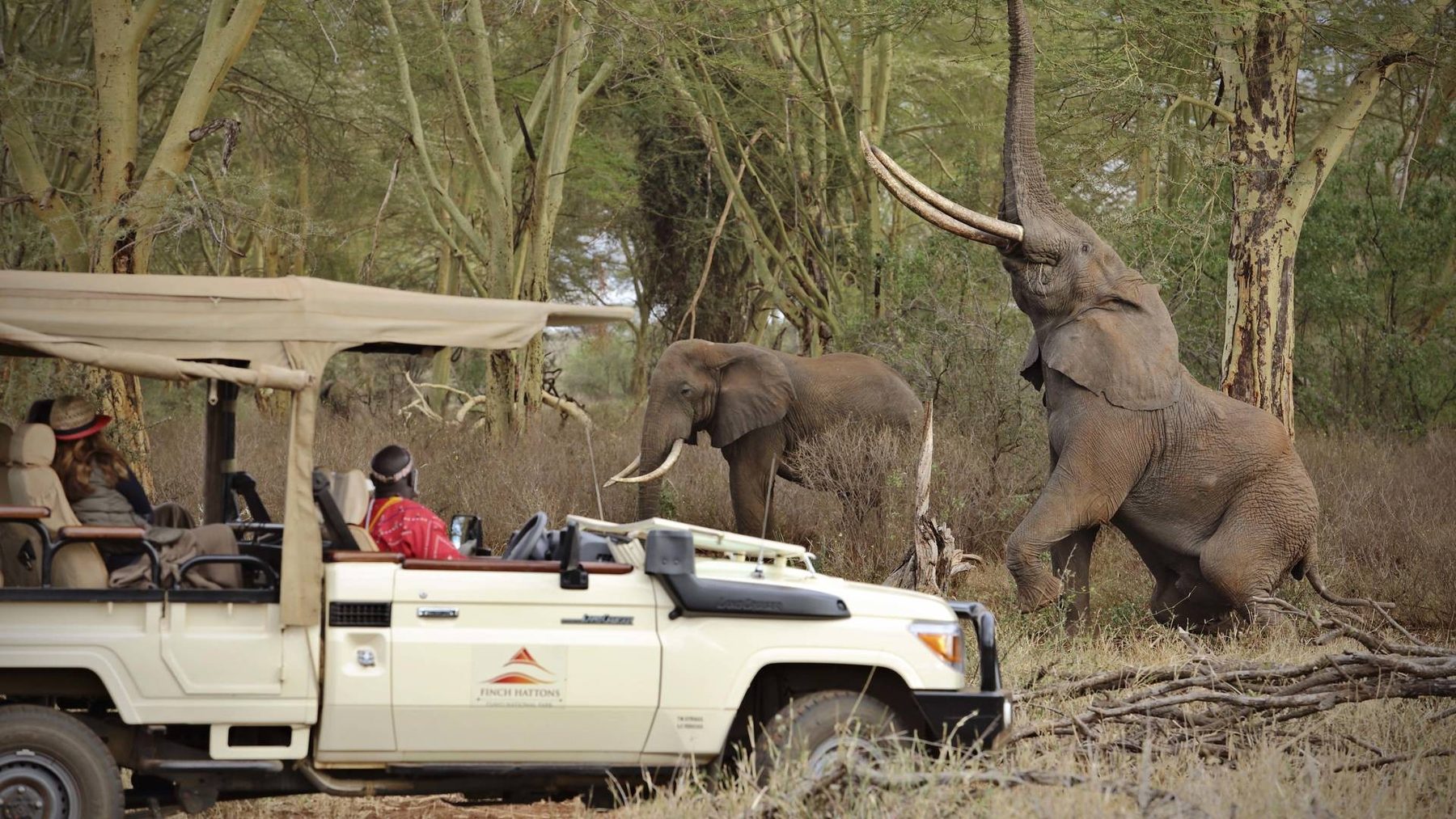 Guests in an open game drive vehicle from Finch Hattons watching elephants feed among trees