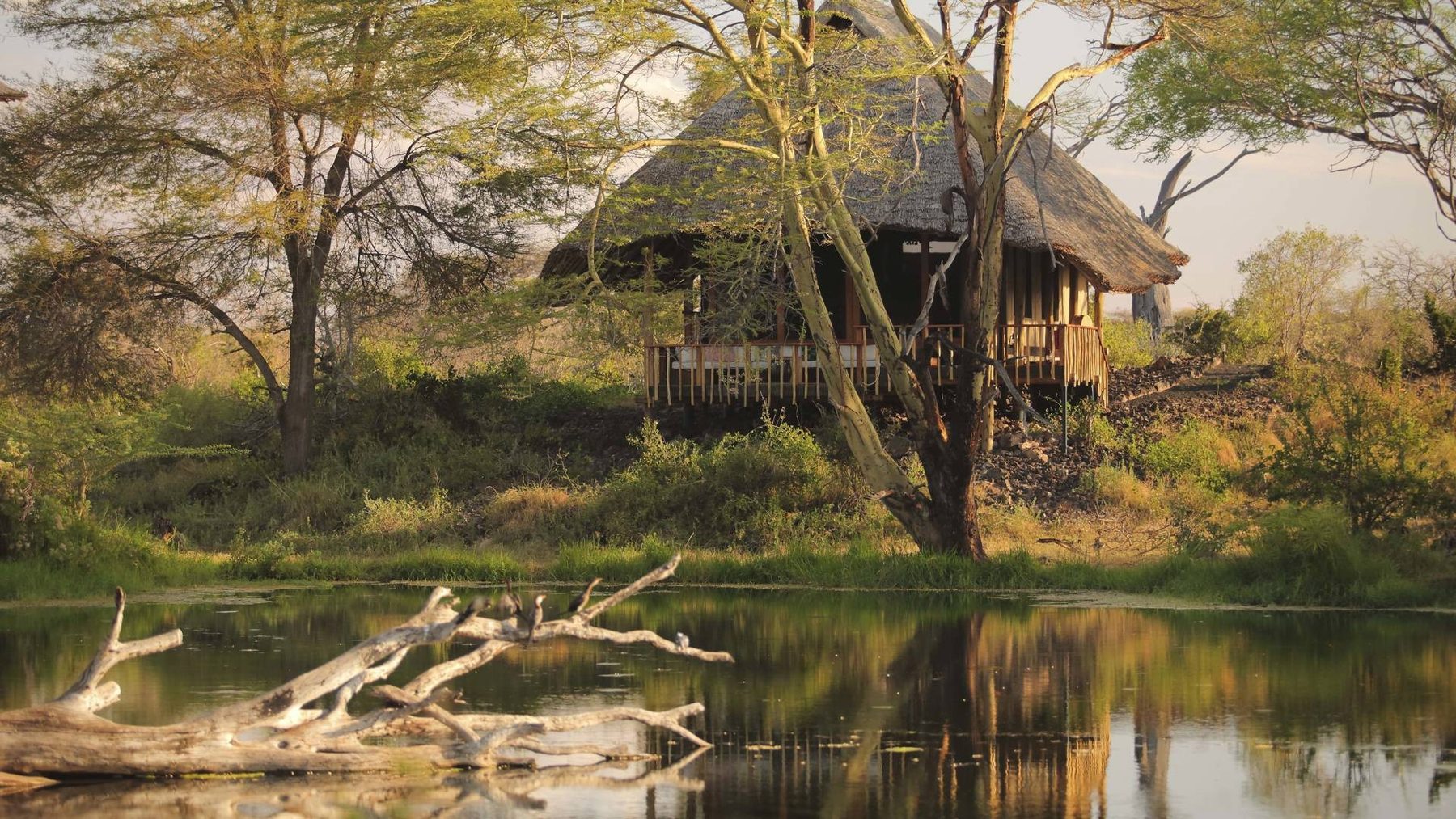 Thatched suite on stilts among trees beside still water at Finch Hattons