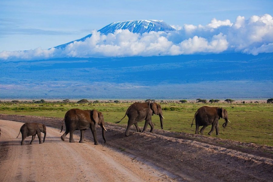 Elephants crossing a dirt road near Amboseli Serena Safari Lodge, with snow-capped Kilimanjaro behind