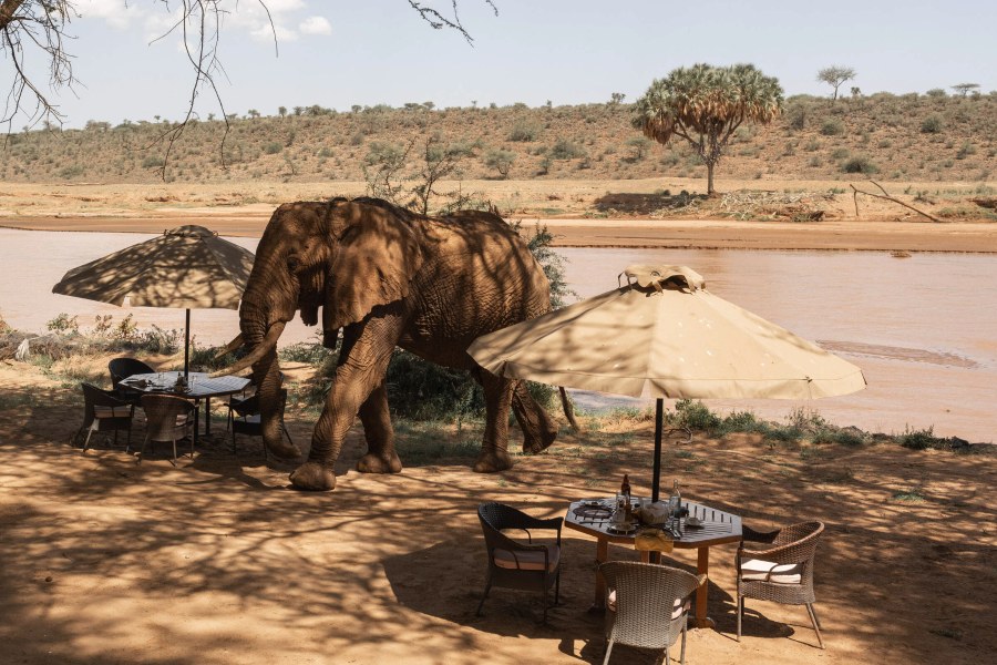 Elephant walking past shaded dining tables on the bank of the Ewaso Nyiro River at Elephant Bedroom Camp