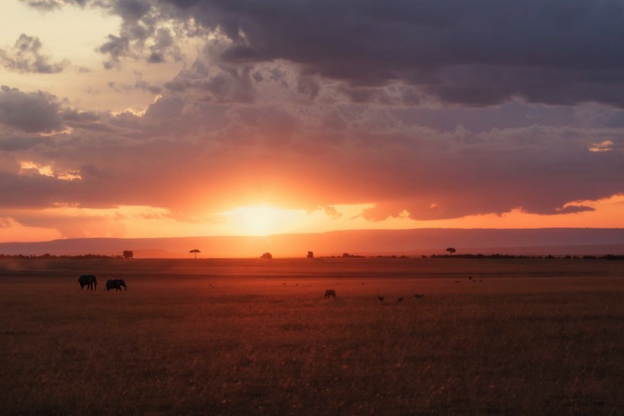 Elephants and other animals in silhouette on the Maasai Mara plains at sunset near JW Marriott Masai Mara Lodge