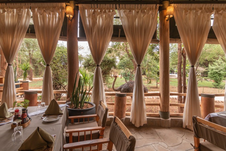 Dining area with curtained open sides at Kibo Safari Camp, with an ostrich walking in the garden outside