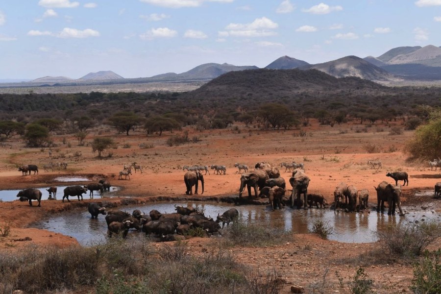Elephants, buffalo and zebra gathered at the waterhole in front of Kilaguni Serena Safari Lodge in Tsavo West