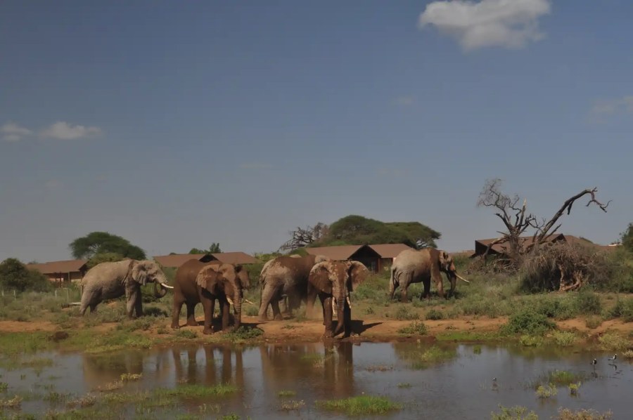Elephants beside a shallow pool in front of the tents at Kilima Safari Camp near Amboseli