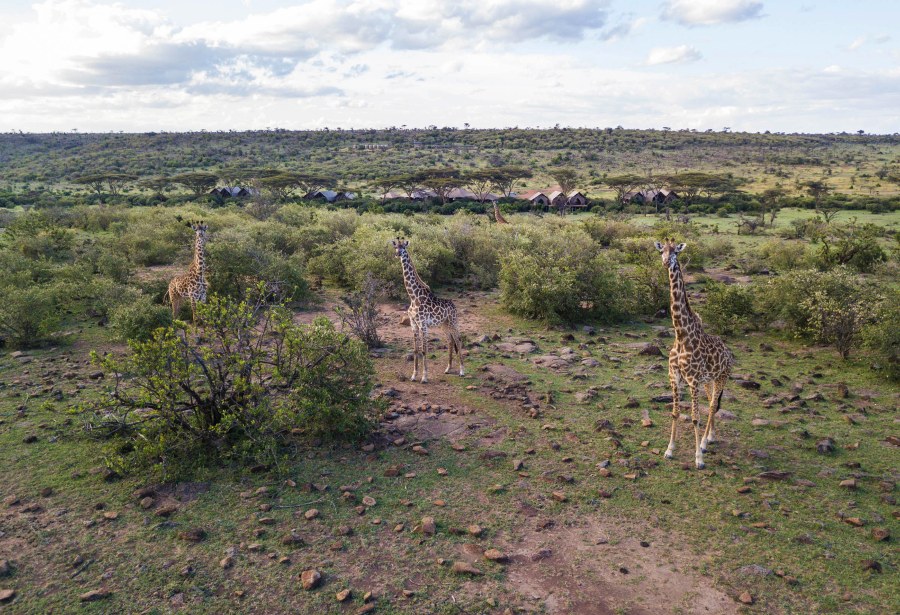 Three giraffes on rocky grassland with the tents of Mara Nyika Camp behind them in the Naboisho Conservancy