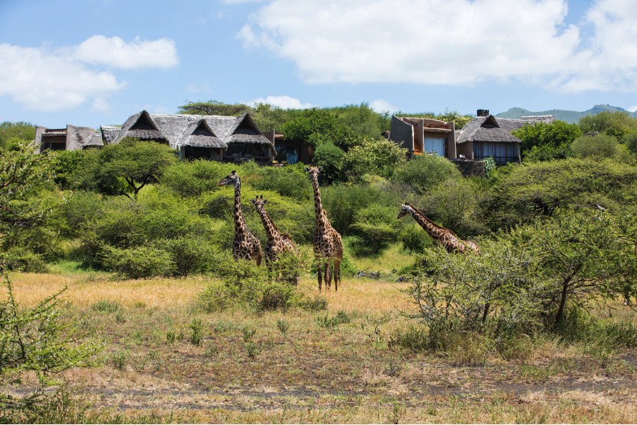 Four giraffes in the bush below the thatched buildings of ol Donyo Lodge in the Chyulu Hills