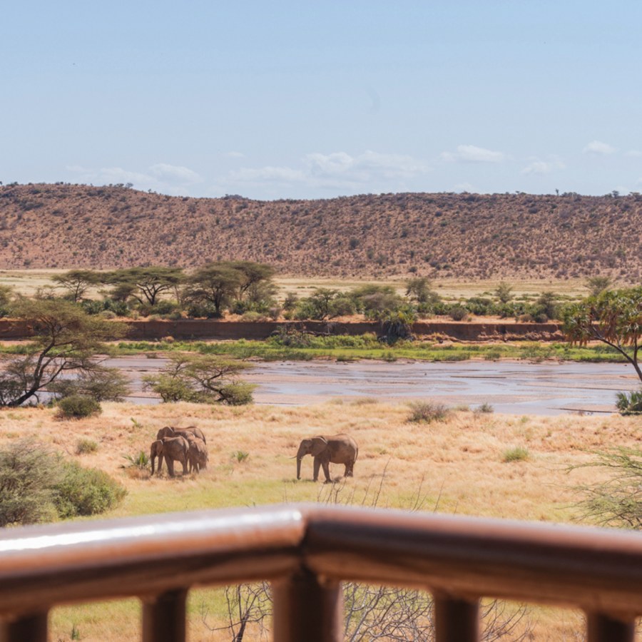 Elephants grazing on grassland beside a wide sandy river, seen from a balcony at Samburu Simba Lodge