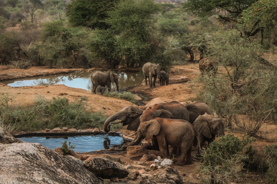 Elephants and calves drinking at rocky waterholes among green bush at Sarara Camp
