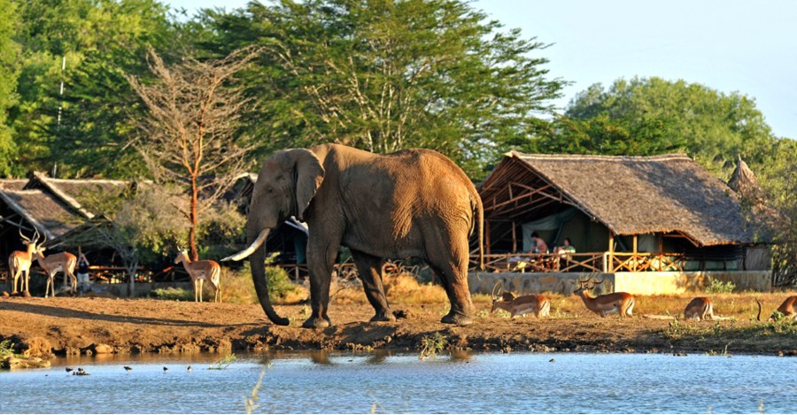 Elephant and impala at a waterhole in front of a thatched tent at Satao Camp