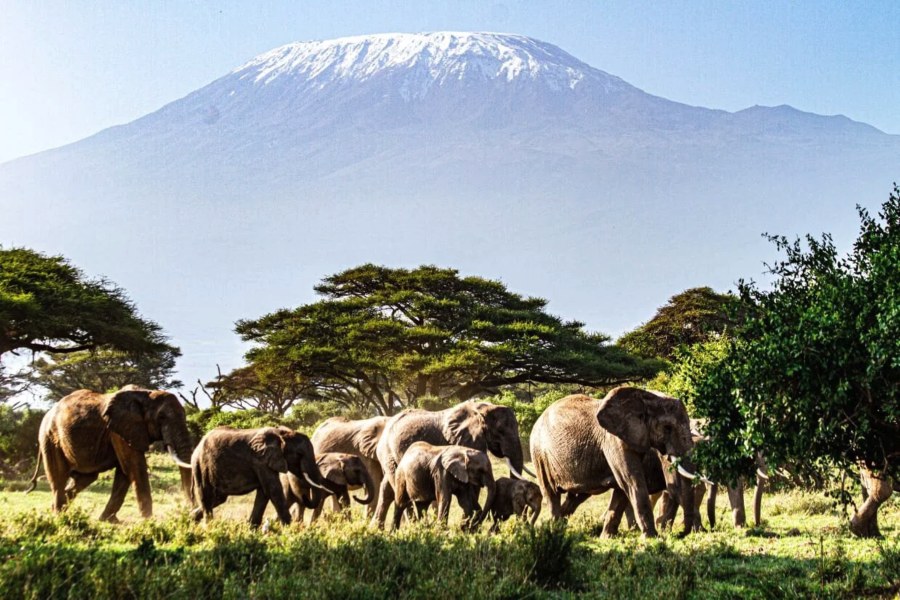 Elephant herd with calves walking past acacia trees below snow-capped Kilimanjaro near Tawi Lodge