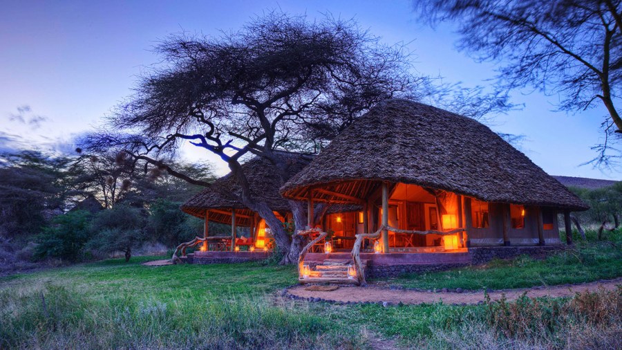 Thatched tents with lit verandas under a large acacia tree at dusk at Elewana Tortilis Camp Amboseli