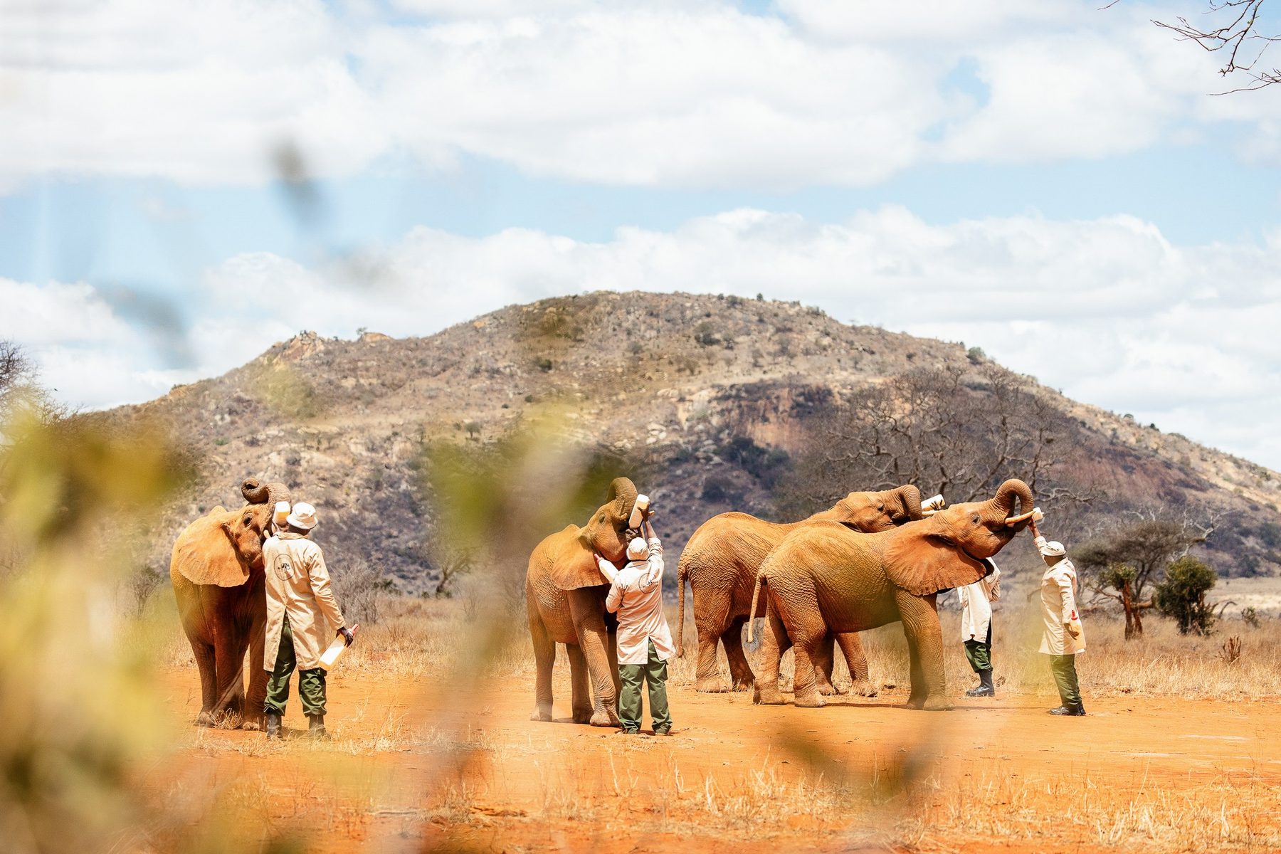 Keepers in green overalls walking with young elephants across red earth below a rocky hill