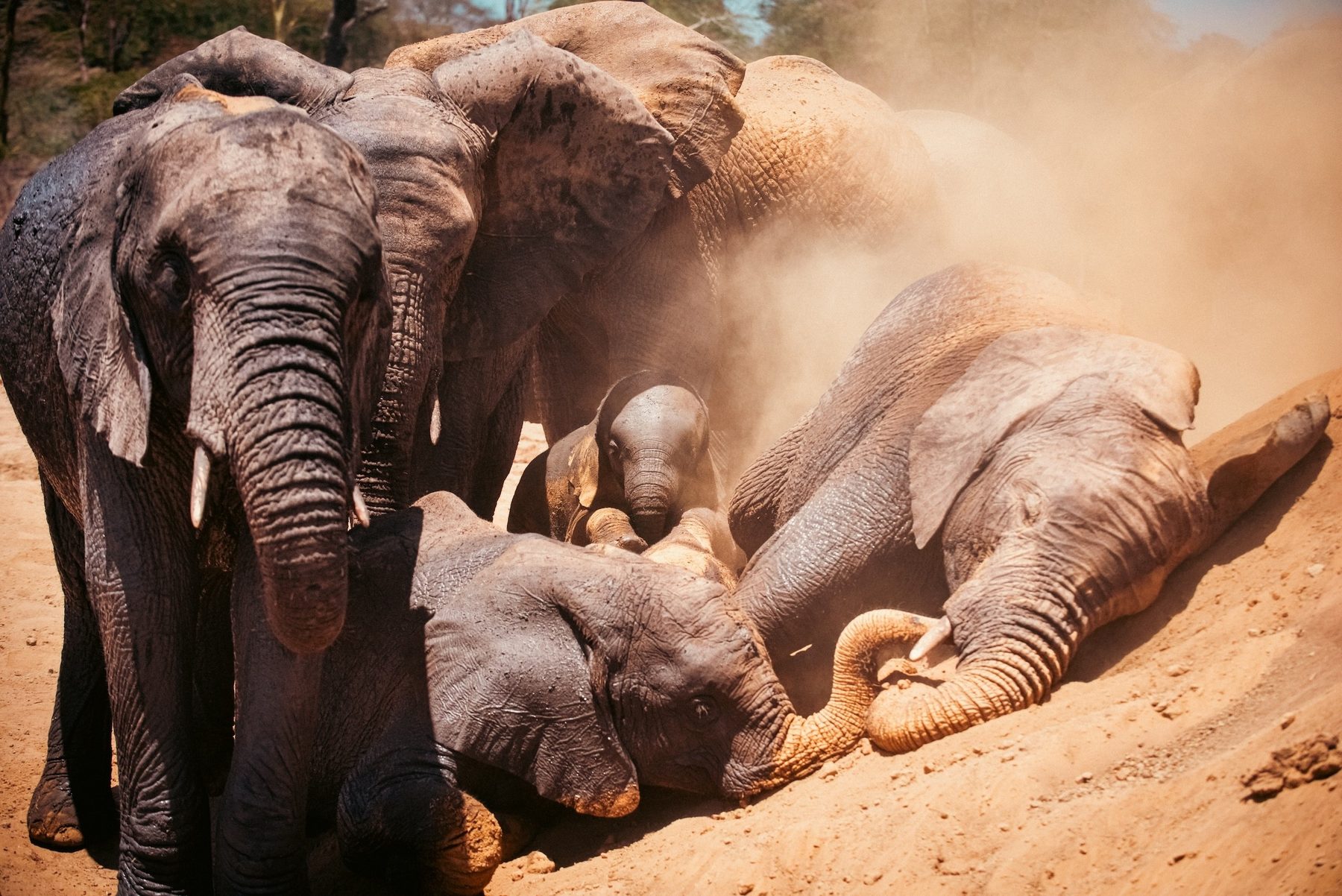 Young elephants rolling and playing in red dust beside an adult elephant