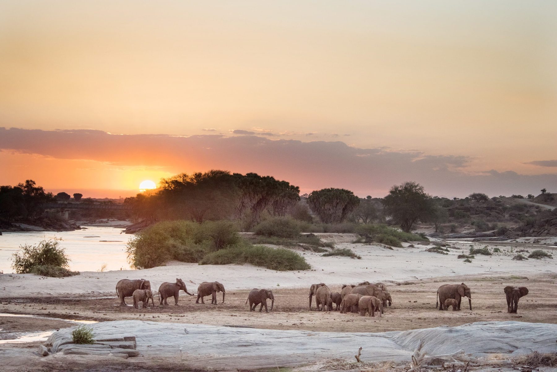 Herd of elephants on a sandy riverbank near Galdessa Camp as the sun sets over the bush