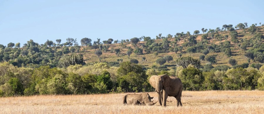 Elephant standing beside a resting rhino on dry grass below wooded hills in the Borana Conservancy