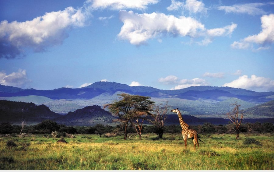 Giraffe on green grassland with acacia trees below the Chyulu Hills