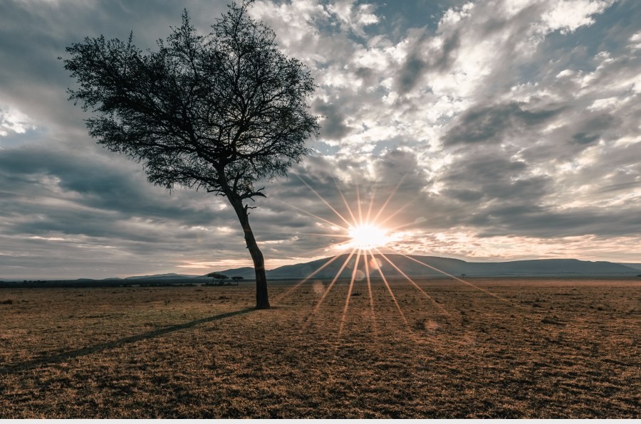 Lone tree on open grassland with the sun low behind clouds and hills in the Enonkishu Conservancy