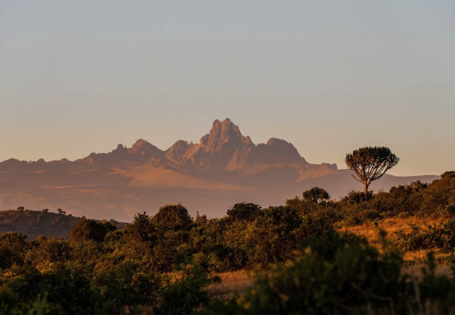 The peaks of Mount Kenya at sunset above green bush and a candelabra tree in the Laikipia safari region