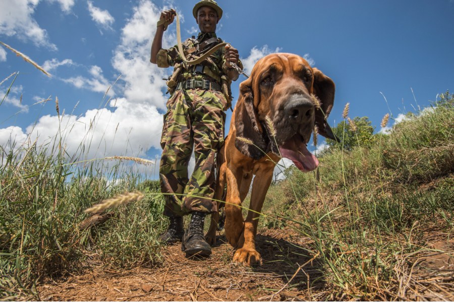 Ranger in camouflage leading a bloodhound along a grassy track in the Lewa Wildlife Conservancy