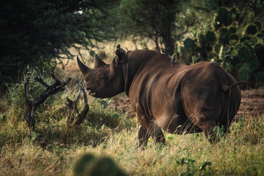 Black rhino with oxpeckers on its back among bush and prickly pear in the Loisaba Conservancy